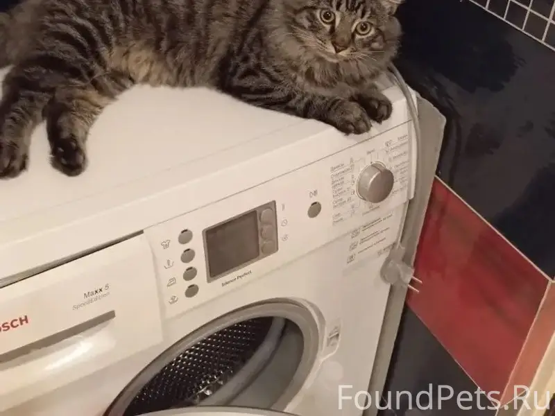 Пропал кот Тесла, район Ушакова