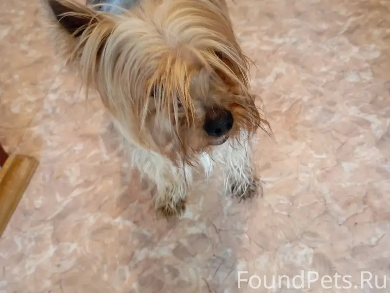 Найден пёс, ул. 3 Интернационала