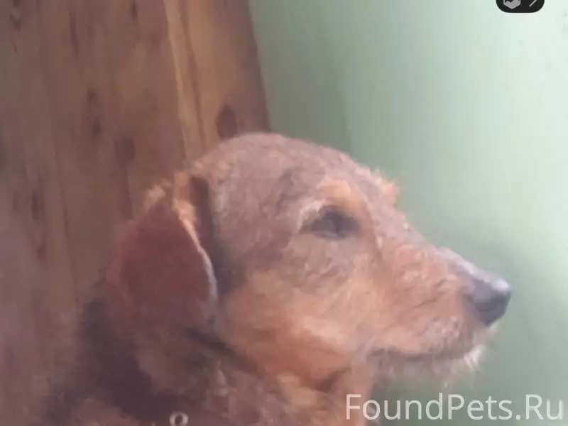 Пропал дворовый пес Бобик, район ботанического сада Кубгу