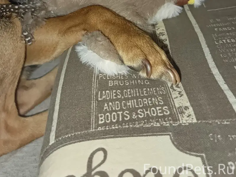 Пропал Тобик, без ошейника