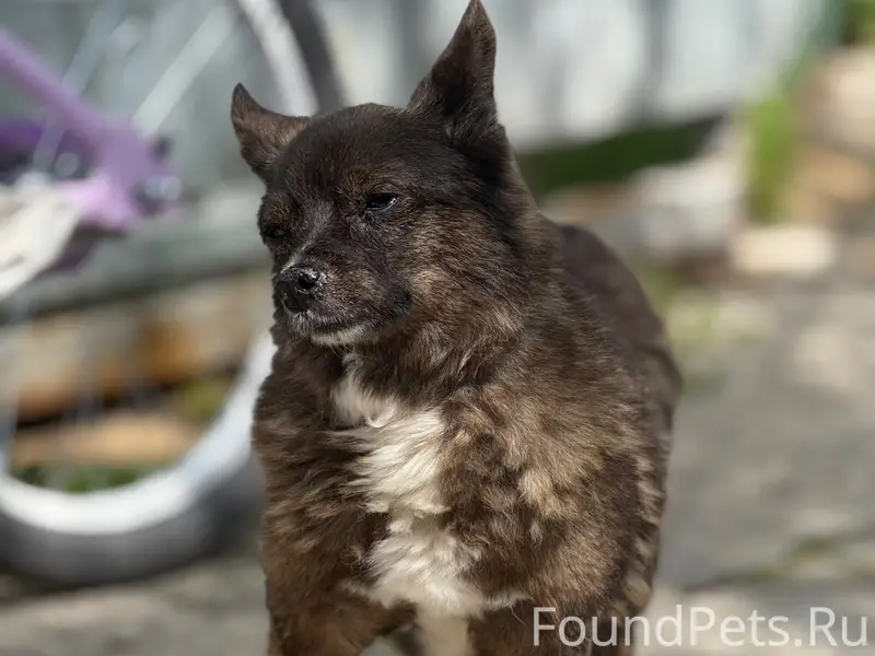 Найденна дворняжка, трасса Молочное-Евпатория