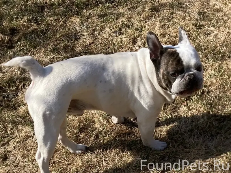 Найден французский бульдог, Вельск