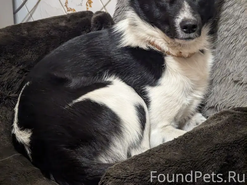 Пропал пёс Дружок, шахта 10