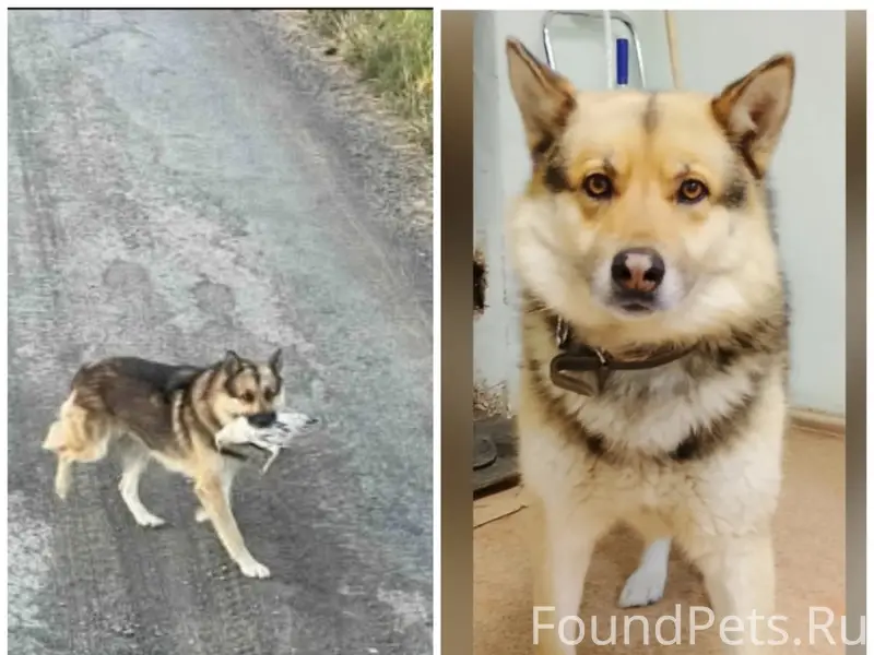 Пропал домашний кобель в ошейнике, Снт Царево