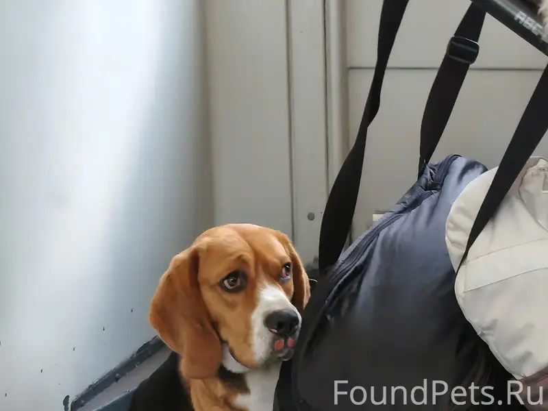 Пропал пёс, передан проводникам электрички Луга - СПб