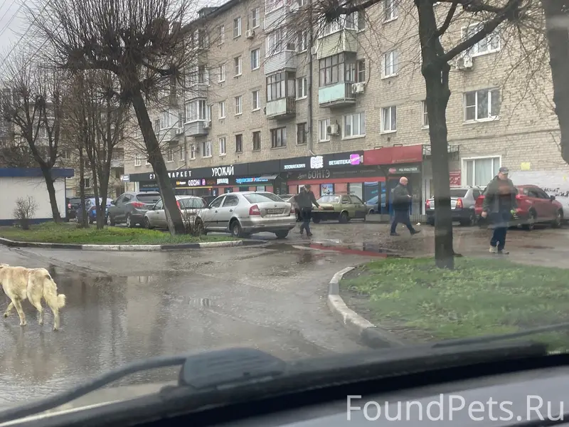 Пропала собака, [место не указано]