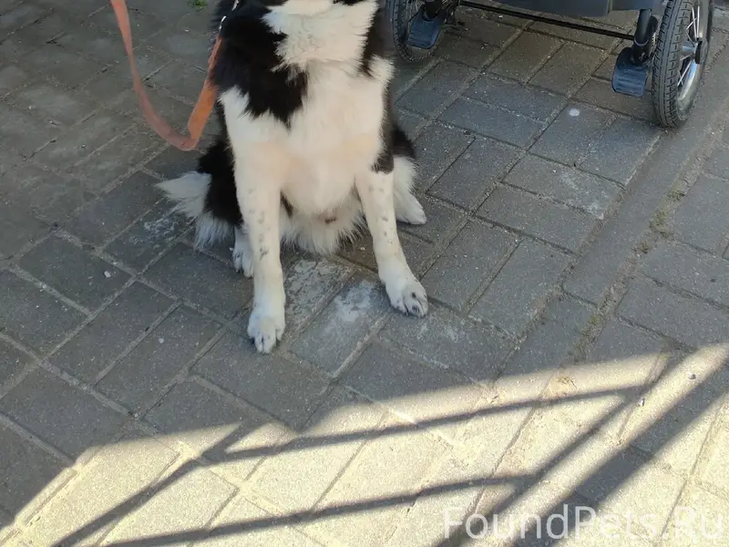 Пропала собака, г. Неман
