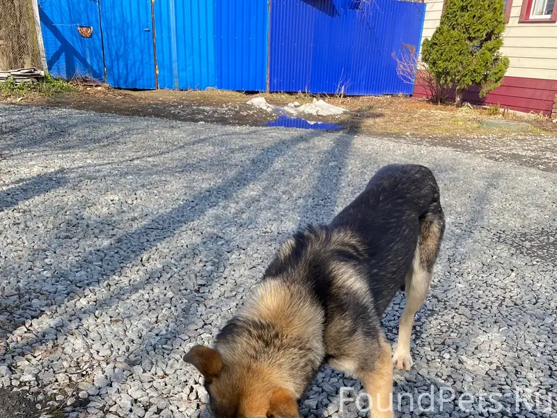 Найден пёс, Ленинский район, мкр Татарбазар
