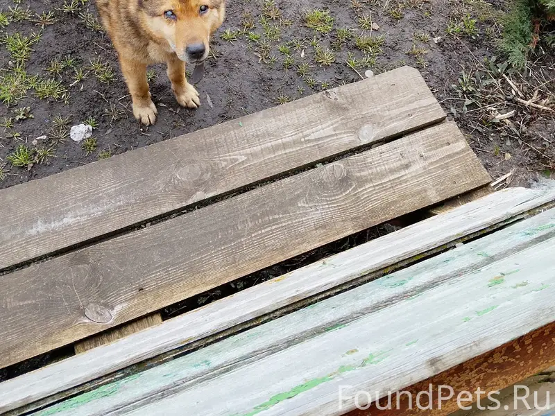 Пропала собака, с. Кочкурово