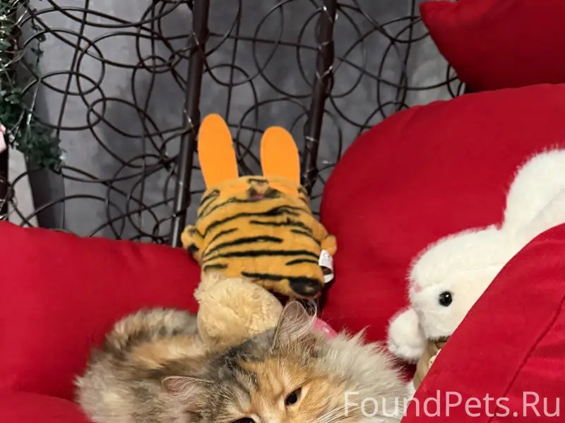 Пропала трехцветная кошка Моника, Речица