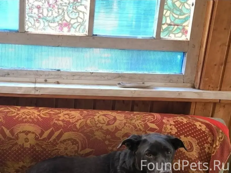 Пропал пёс Сеня, Заречье