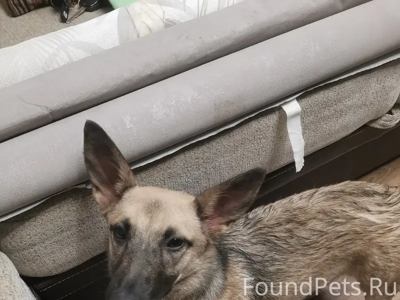 Найдена собака Барабака, район Радиозавода/Лермонтова