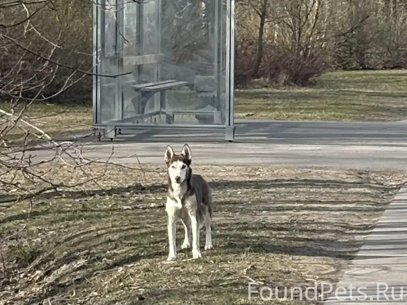 Найдена коричневая хаски 
