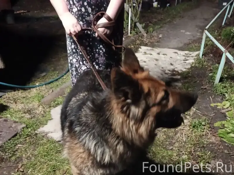 Найдена немецкая овчарка, Сормовский район