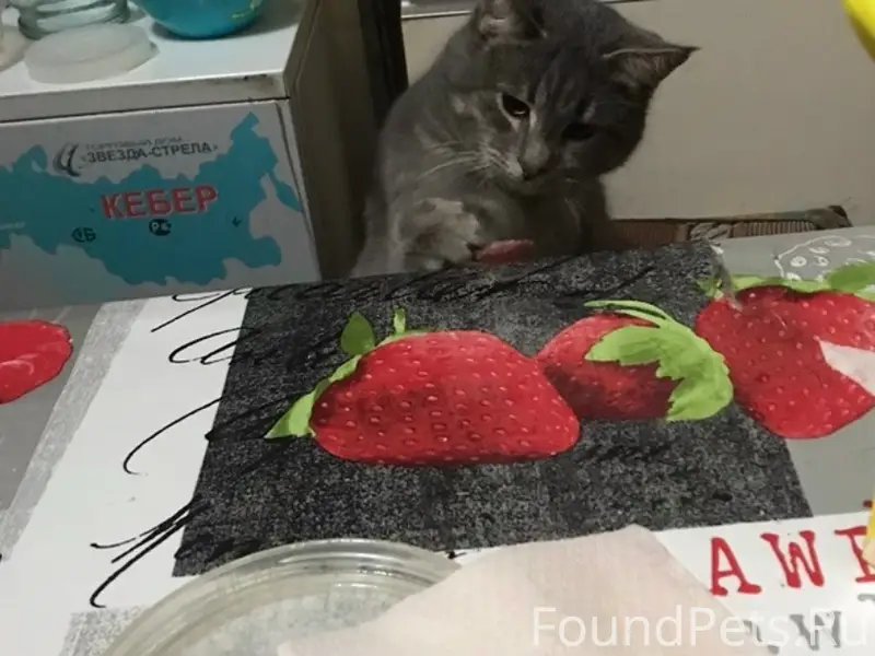 Пропал кот Стёпа, Буревестник