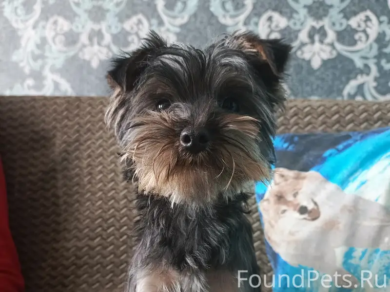 Найден пёс, Волгодонск