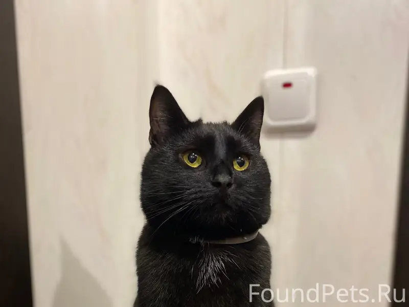 Пропал чёрный кот Боня, район Розы Люксембург