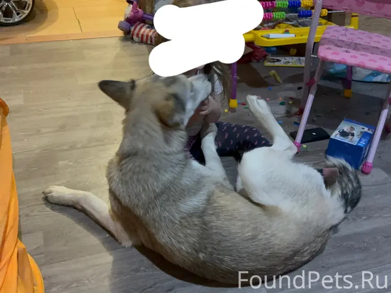 Пропала собака Ника, район Колычево