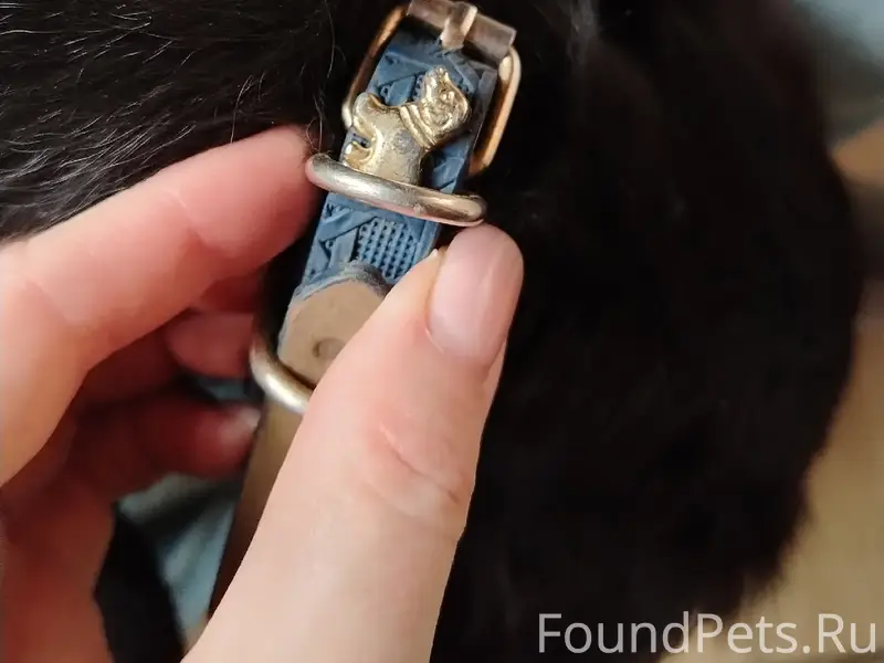 Найден тип собака, район Старого базара