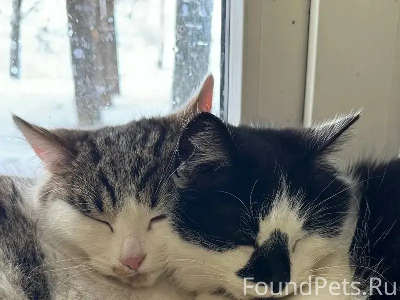 Пропали кошка и взрослый котёнок, район ул. Полевой