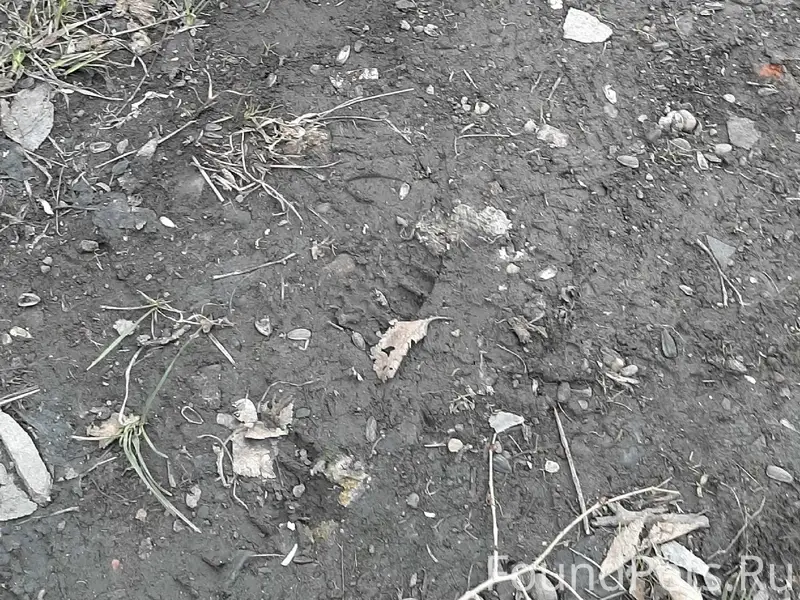 Найдена кошка, 30 квартал, ул. Бугарева