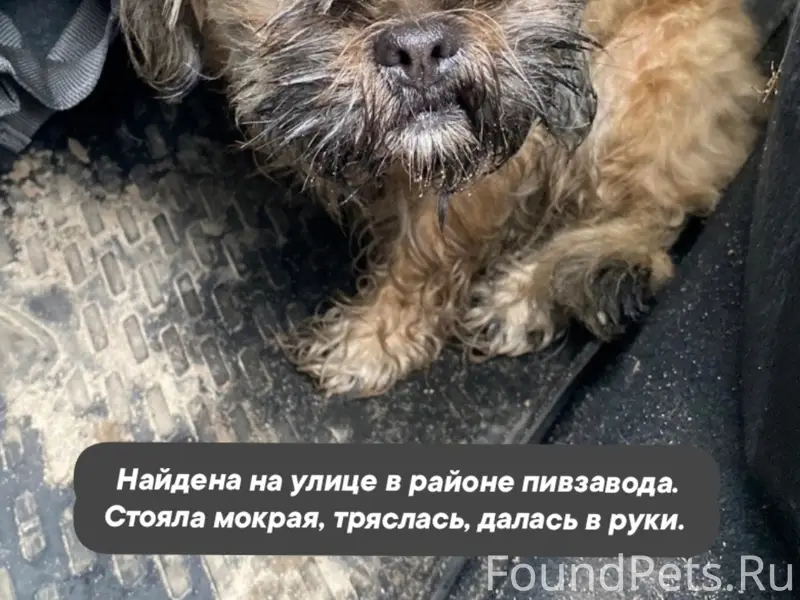 Найден тип собака, Воронеж, район пивзавода