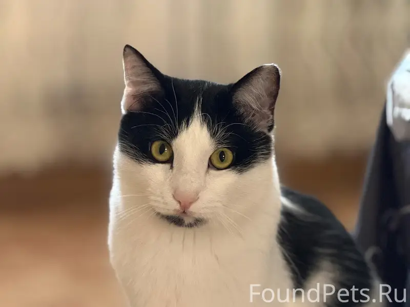 Пропал кот Мустафа, ул. Геологов