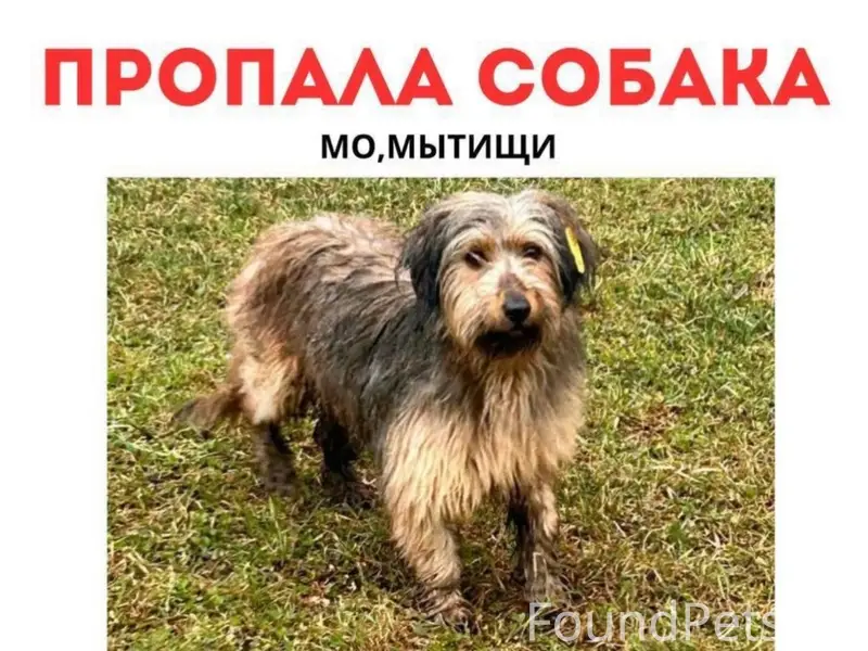 Пропала собака, Мытищи, рыже-чёрный окрас