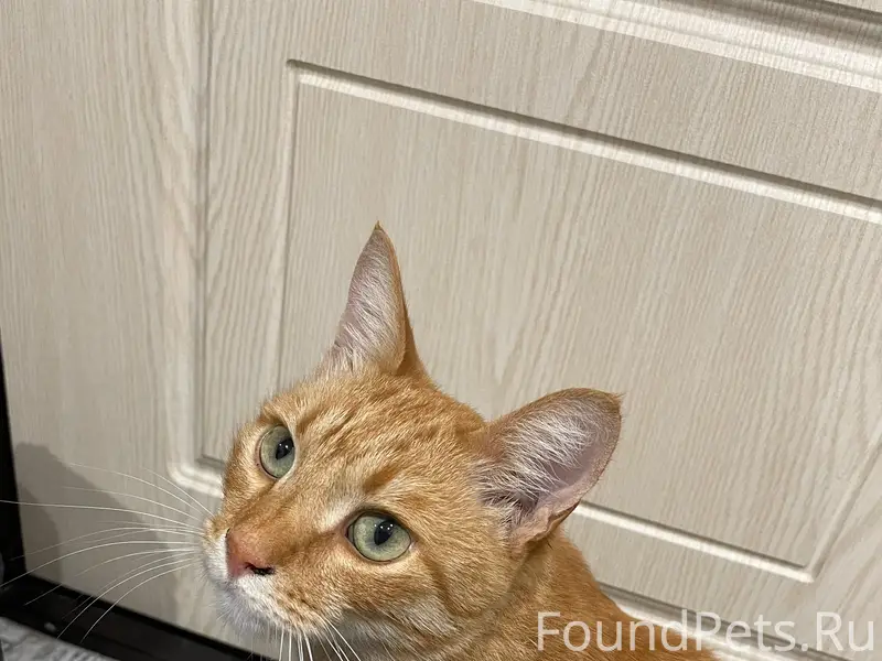 Пропал кот Рыжик, Нижний Новгород, Сормовский район