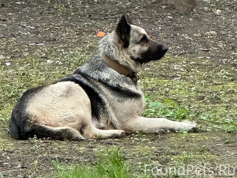 Найден ВЕО и собака похожая на тибетского мастифа, Москва
