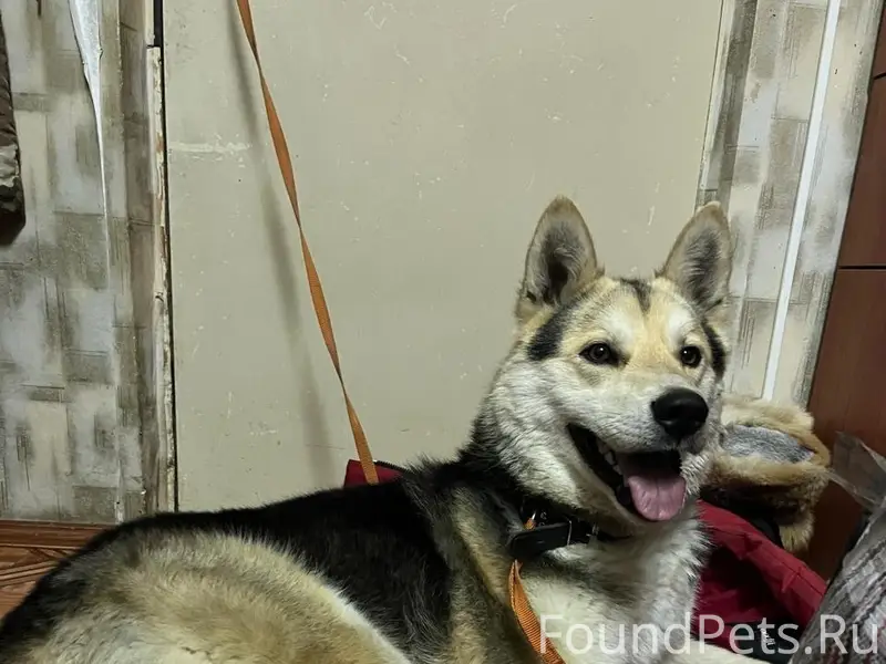 Найден мальчик-собака, Екатеринбург