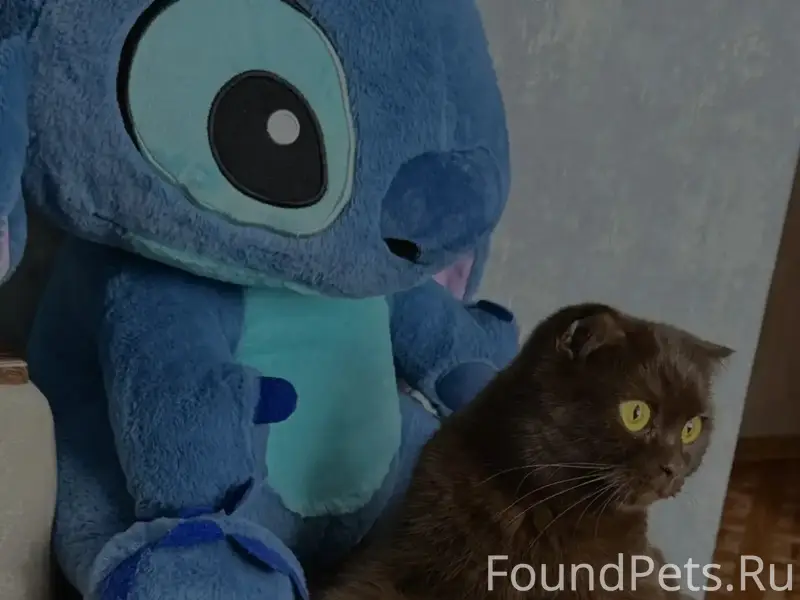 Пропала кошка, посёлок Калининский