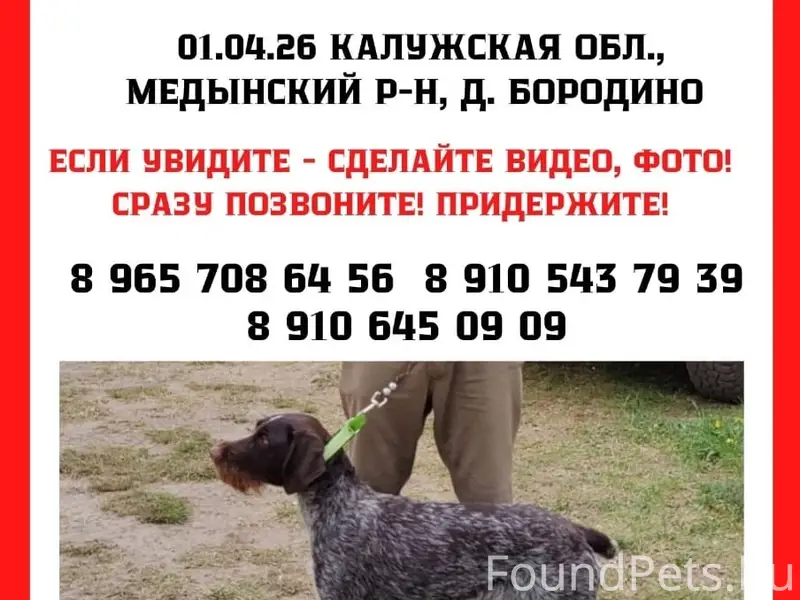 Пропала Дойч Дратхаар Абигель, Бородино