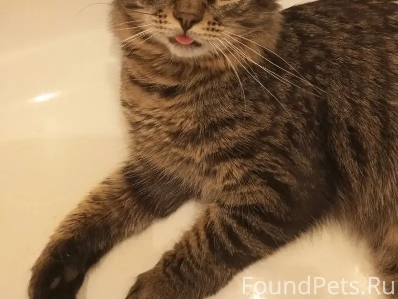 Пропал кот Бася, г. Заволжье