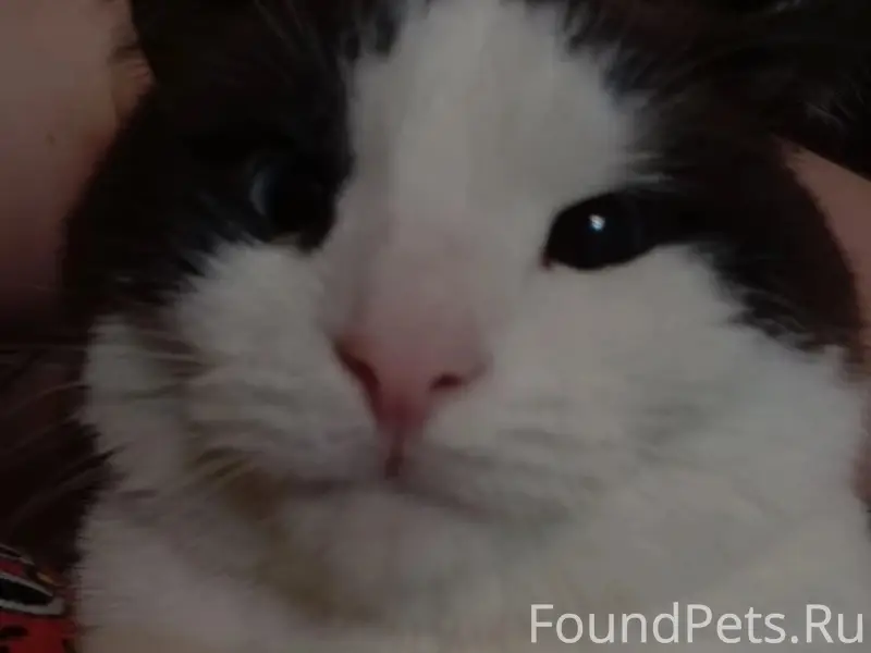 Пропала кошка, ул. Шлюзовая д. 15