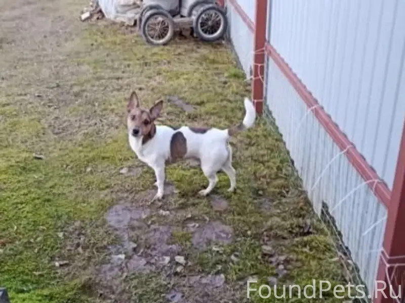 Найден кобель, деревня Шеляково