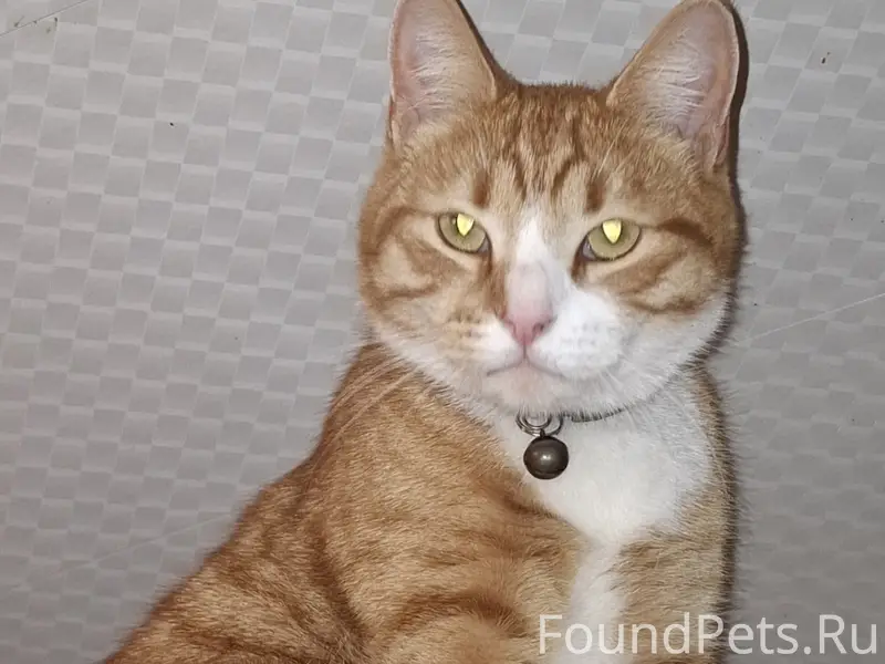 Пропал кот, Петушки, ул. Владимирская