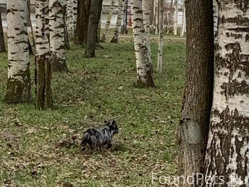 Пропал пёс, парк на Чухонке