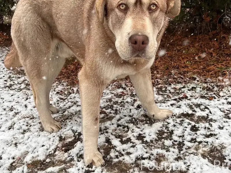 НайденныесобакиАвангард
