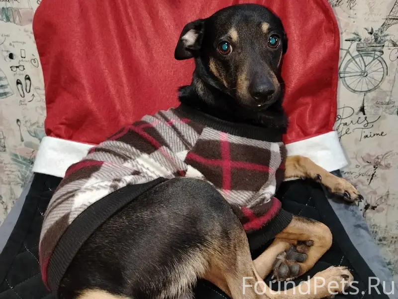 Пропал метис той терьера, Евпатория