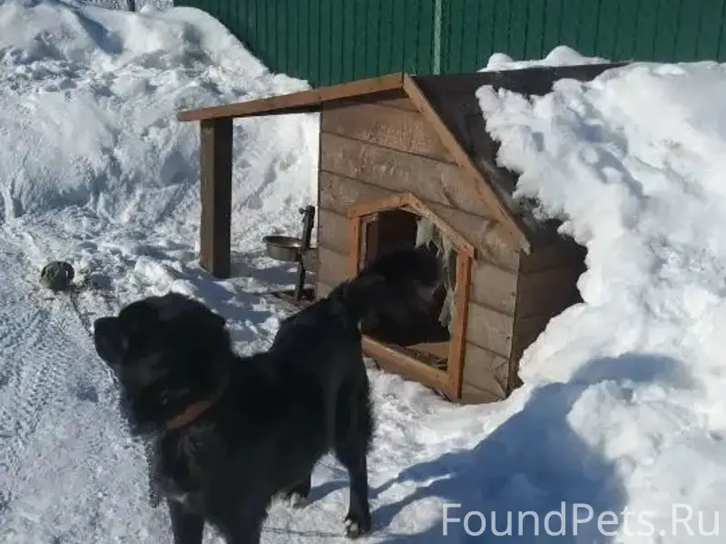 Пропал метис Черныш, деревня Сырохватово