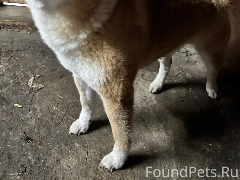 Пропала собака, Большие Дворы