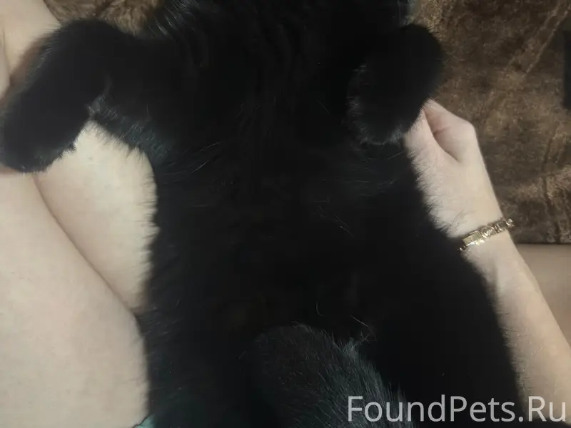 Пропала британка Чита, район Ишкова