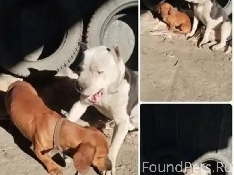 Найден такса и питбуль, трасса Джанкой-Советское, Феодосия