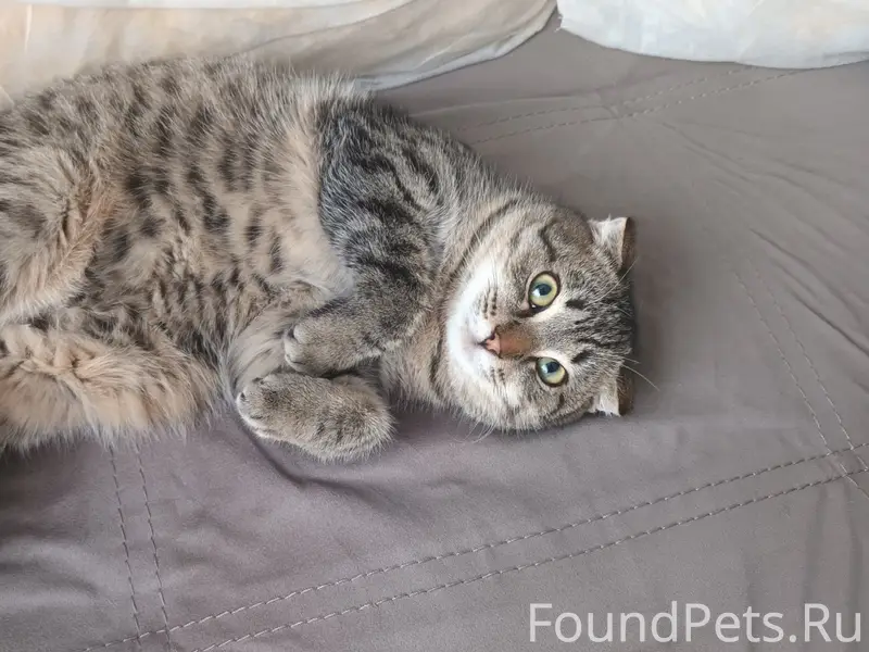 Пропал веслоухий кот Барсик