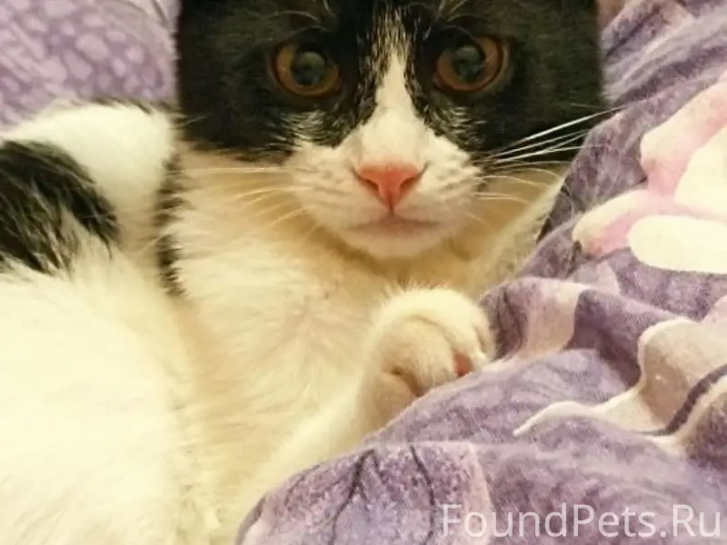 Пропала кошка, Родники, микрорайон Южный