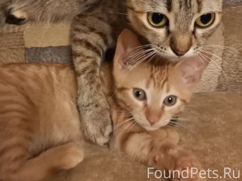 Пропала кошка Боня, район Платана, Бондаренко