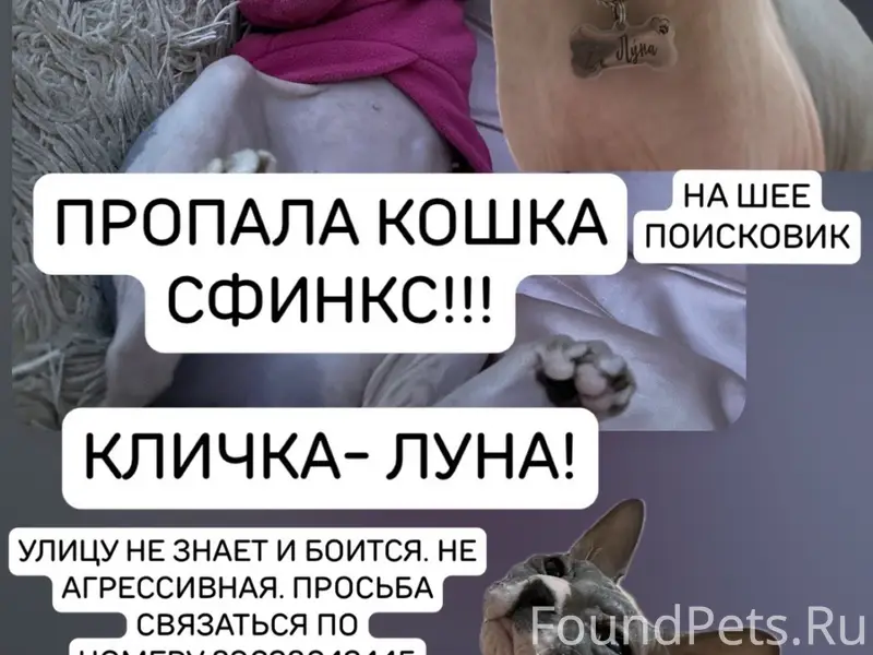 Пропала кошка Луна, Канадский сфинкс, район Бакинская, Миндальная