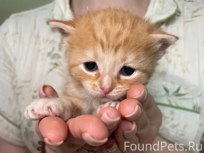 Найдены котята, автомойка