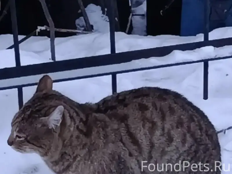 Пропал кот Барсик, район жби